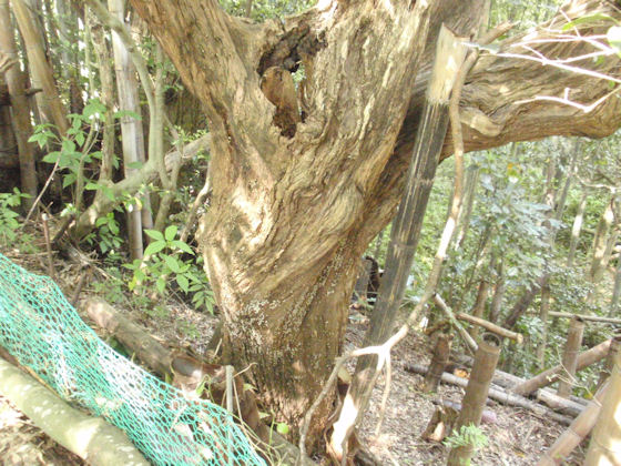 f:id:chuumeikun:20190510194356j:plain