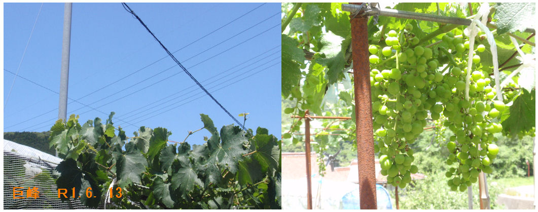 f:id:chuumeikun:20190613182057j:plain f:id:chuumeikun:20190613182057j:plain