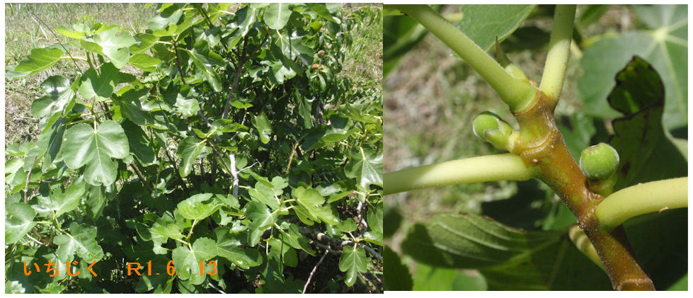 f:id:chuumeikun:20190613182355j:plain f:id:chuumeikun:20190613182355j:plain