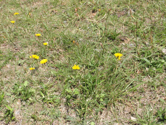 f:id:chuumeikun:20190613182635j:plain f:id:chuumeikun:20190613182635j:plain