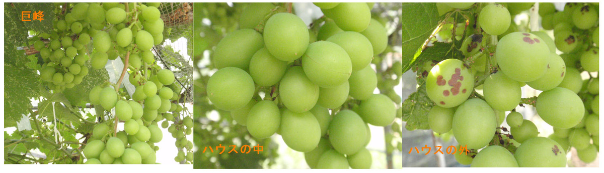 f:id:chuumeikun:20190622010828j:plain f:id:chuumeikun:20190622010828j:plain