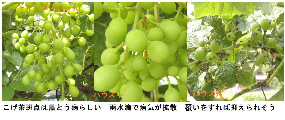 f:id:chuumeikun:20190622010849j:plain f:id:chuumeikun:20190622010849j:plain