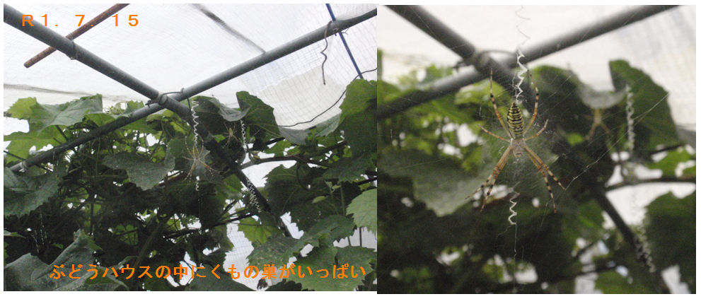 f:id:chuumeikun:20190716050824j:plain f:id:chuumeikun:20190716050824j:plain