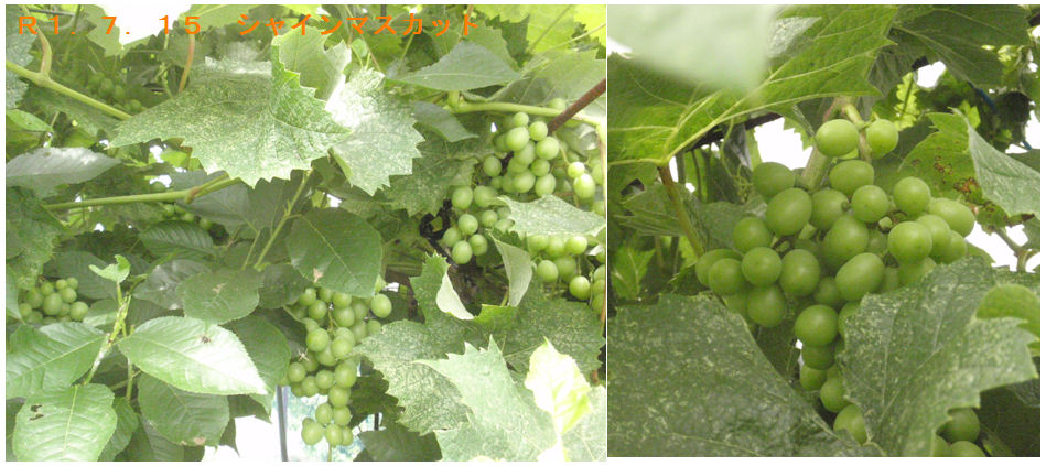 f:id:chuumeikun:20190716050917j:plain f:id:chuumeikun:20190716050917j:plain