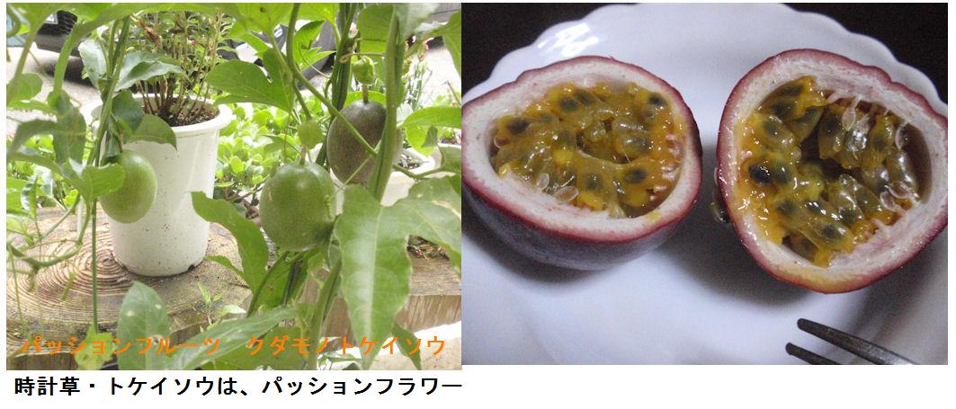 f:id:chuumeikun:20190802015740j:plain f:id:chuumeikun:20190802015740j:plain