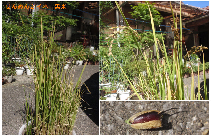 f:id:chuumeikun:20190814185148j:plain