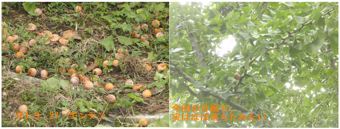 f:id:chuumeikun:20190927165024j:plain