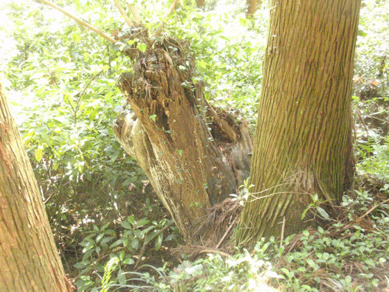 f:id:chuumeikun:20191006084010j:plain f:id:chuumeikun:20191006084010j:plain