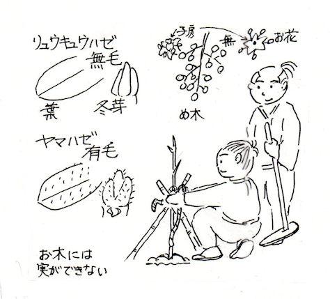 f:id:chuumeikun:20191006084219j:plain f:id:chuumeikun:20191006084219j:plain