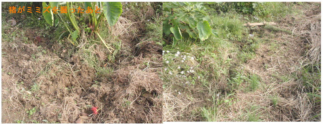 f:id:chuumeikun:20191008194559j:plain f:id:chuumeikun:20191008194559j:plain