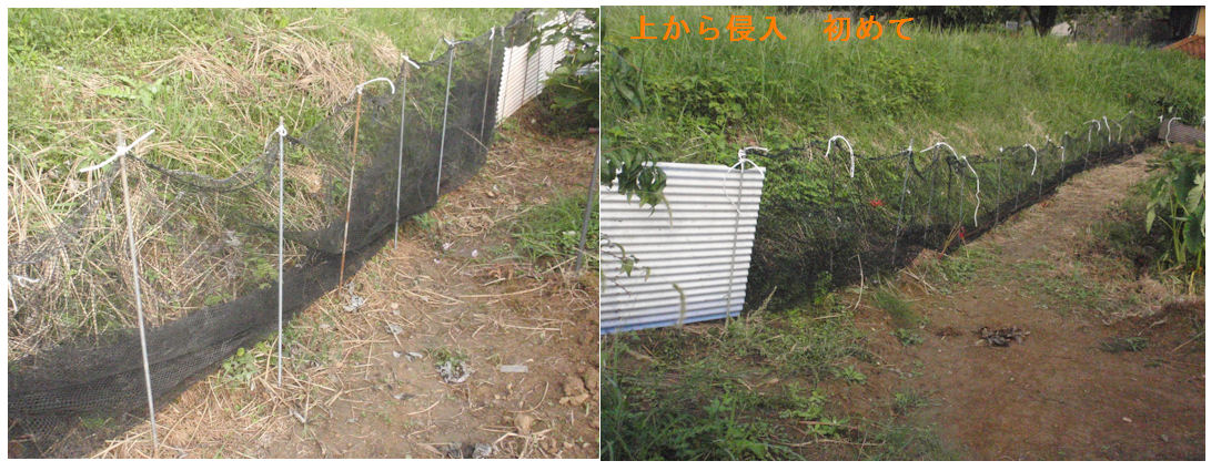 f:id:chuumeikun:20191008194703j:plain f:id:chuumeikun:20191008194703j:plain