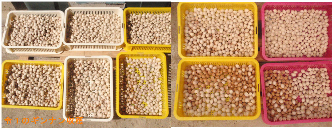 f:id:chuumeikun:20191008194749j:plain f:id:chuumeikun:20191008194749j:plain