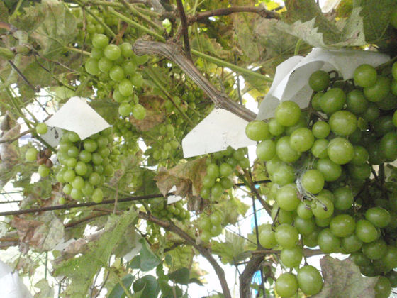 f:id:chuumeikun:20191008194901j:plain f:id:chuumeikun:20191008194901j:plain