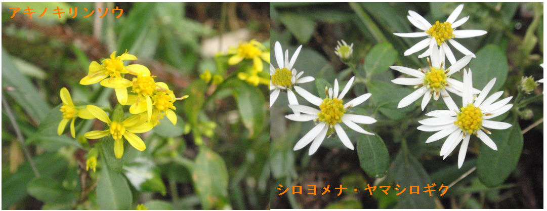 f:id:chuumeikun:20191025195114j:plain