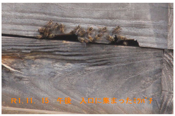 f:id:chuumeikun:20191118185908j:plain f:id:chuumeikun:20191118185908j:plain