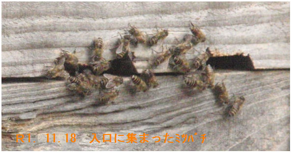 f:id:chuumeikun:20191118185927j:plain f:id:chuumeikun:20191118185927j:plain