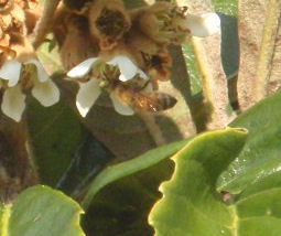 f:id:chuumeikun:20191211201925j:plain