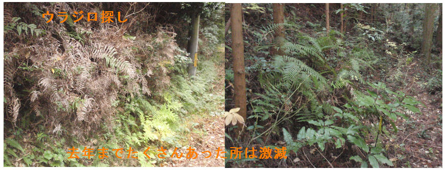 f:id:chuumeikun:20191215060711j:plain