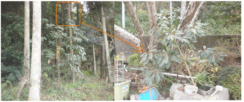 f:id:chuumeikun:20191224191247j:plain