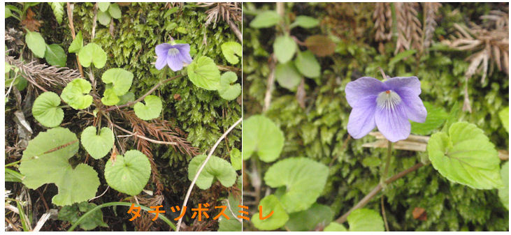 f:id:chuumeikun:20200421064417j:plain f:id:chuumeikun:20200421064417j:plain