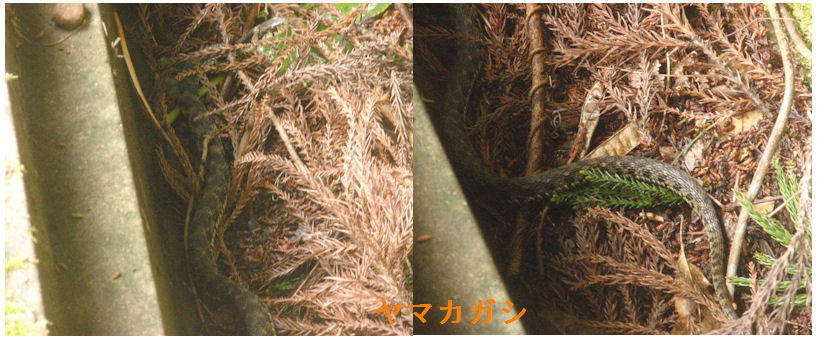 f:id:chuumeikun:20200421065028j:plain f:id:chuumeikun:20200421065028j:plain