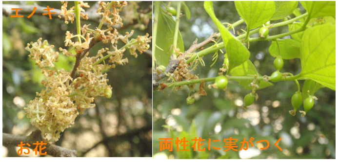 f:id:chuumeikun:20200428202109j:plain