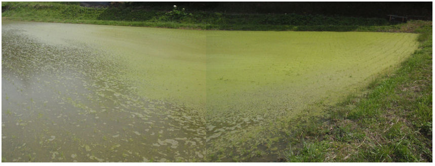 f:id:chuumeikun:20200525111210j:plain f:id:chuumeikun:20200525111210j:plain