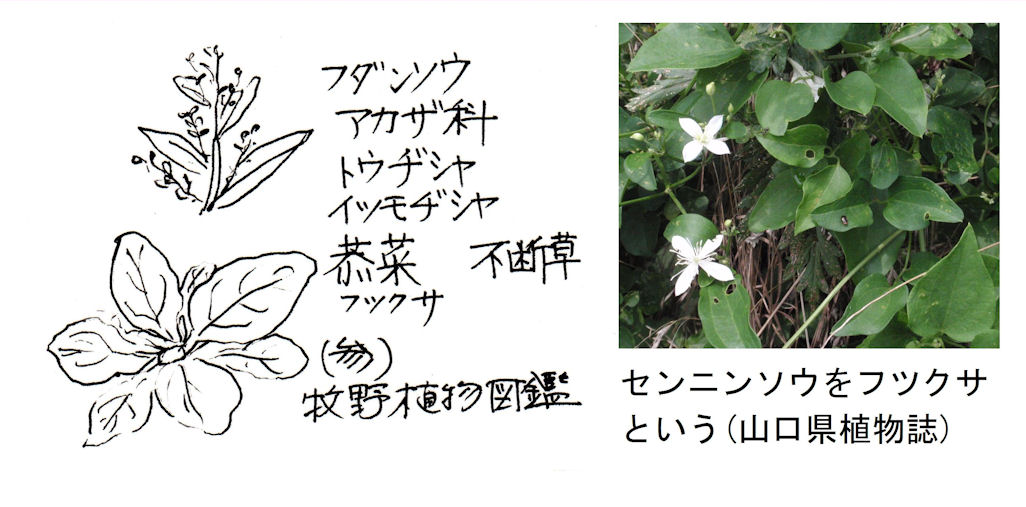 f:id:chuumeikun:20200526070530j:plain