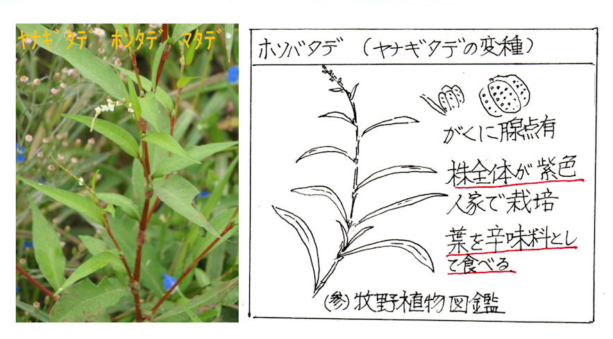 f:id:chuumeikun:20200526070548j:plain
