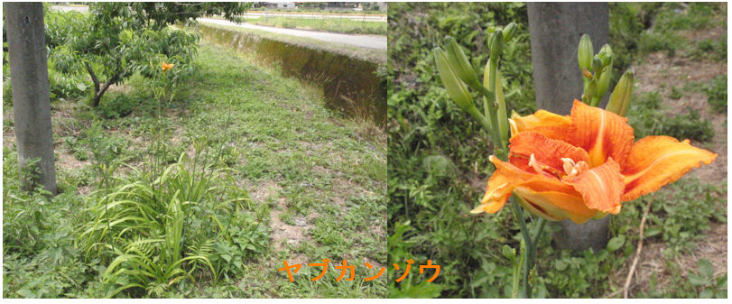 f:id:chuumeikun:20200627171010j:plain f:id:chuumeikun:20200627171010j:plain