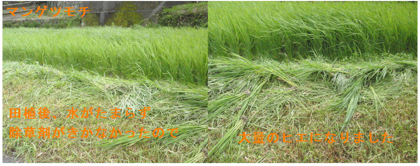 f:id:chuumeikun:20200713184452j:plain f:id:chuumeikun:20200713184452j:plain