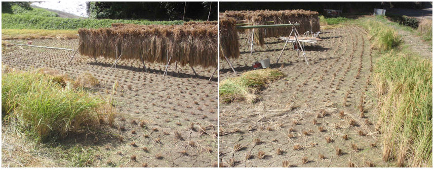 f:id:chuumeikun:20200828204241j:plain