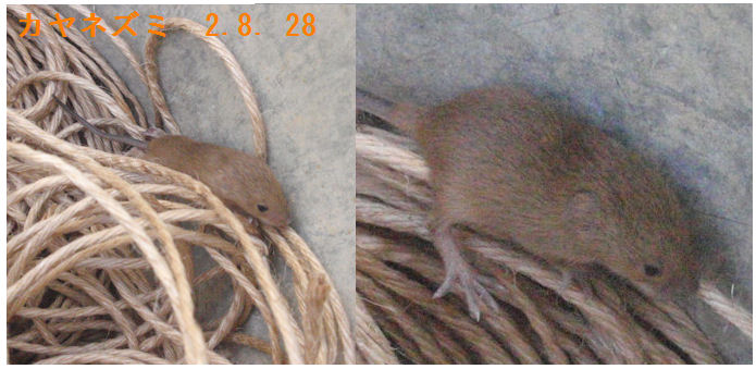 f:id:chuumeikun:20200828204426j:plain