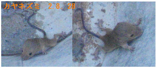 f:id:chuumeikun:20200828204542j:plain