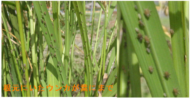 f:id:chuumeikun:20200828204839j:plain