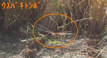 f:id:chuumeikun:20200828205020j:plain