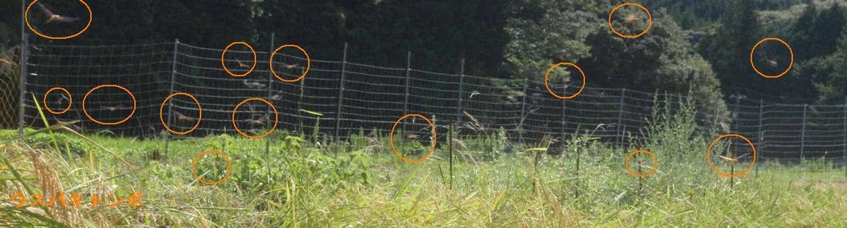 f:id:chuumeikun:20200828205124j:plain