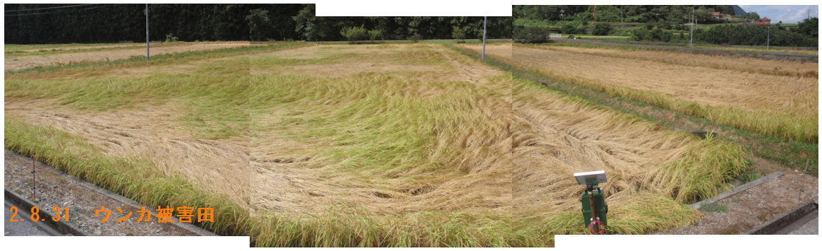 f:id:chuumeikun:20200831205624j:plain