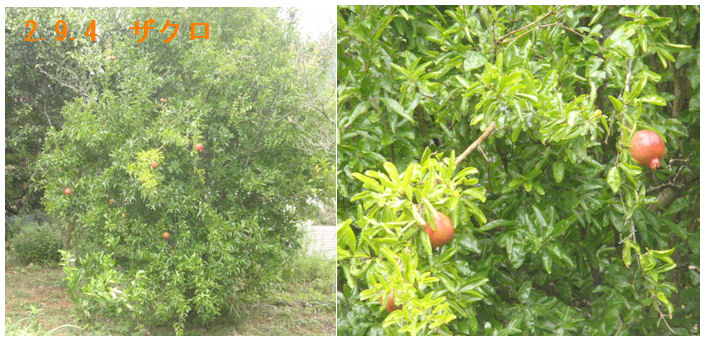 f:id:chuumeikun:20200904202811j:plain