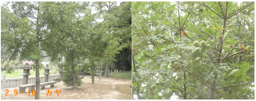 f:id:chuumeikun:20200918212901j:plain