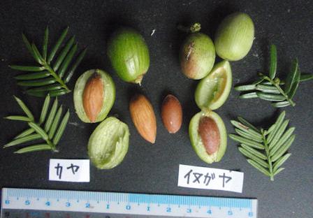 f:id:chuumeikun:20200918213219j:plain