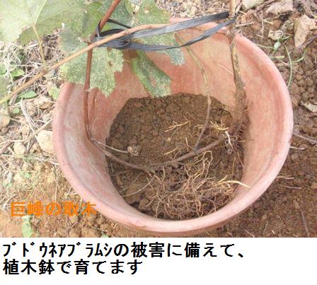 巨峰の取り木を試しました チューメイくんの田舎ぐらし