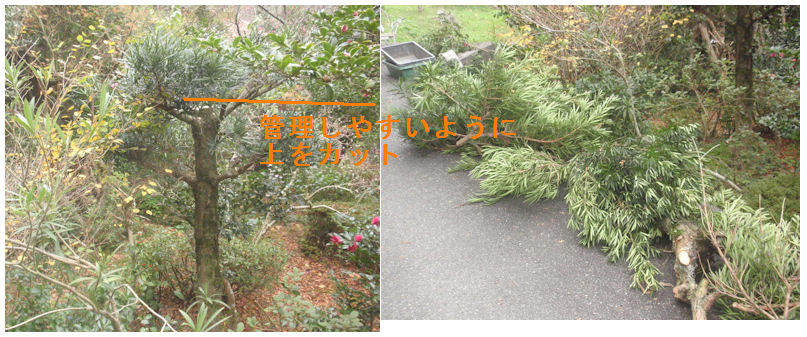 f:id:chuumeikun:20201123005912j:plain