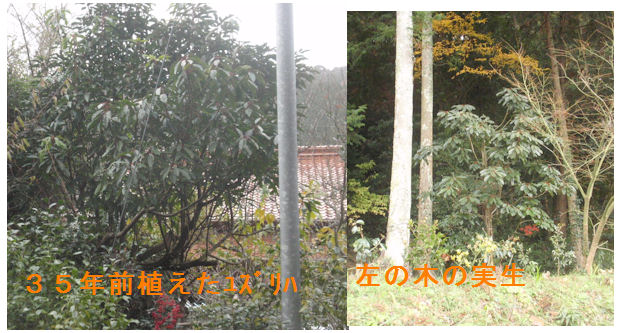 f:id:chuumeikun:20201218211810j:plain