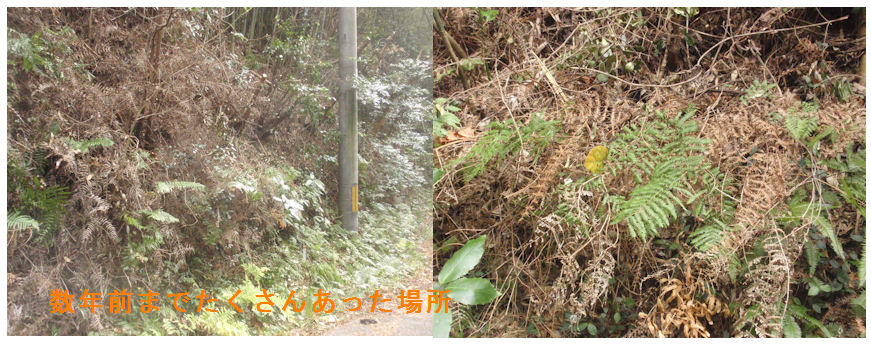 f:id:chuumeikun:20201218212029j:plain