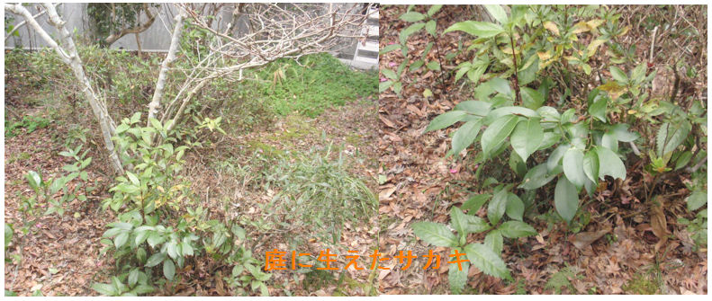 f:id:chuumeikun:20201220211322j:plain