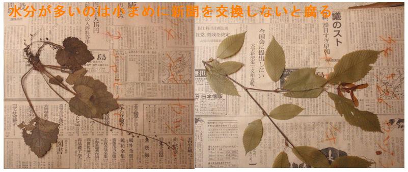 f:id:chuumeikun:20210127120658j:plain