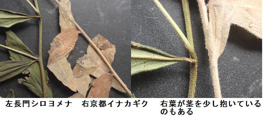 f:id:chuumeikun:20210129213939j:plain