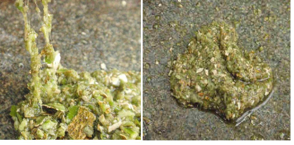 f:id:chuumeikun:20210316125130j:plain