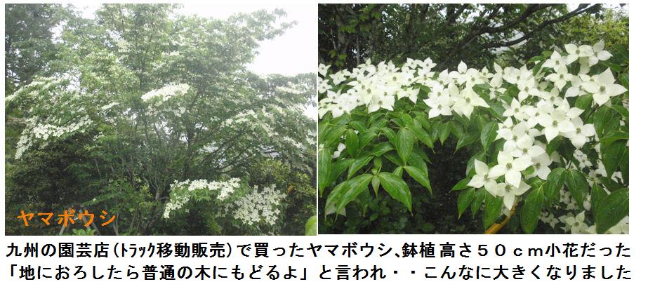 f:id:chuumeikun:20210518111601j:plain